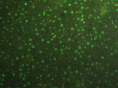 Histone H3 (H3) Human, Mouse, Rat, Rabbit, Rhesus monkey (Simian), Canis familiaris; Canine (Dog), Bovine (Cattle), Equus caballus; Equine (Horse), Chicken (Gallus) Polyclonal Antibody