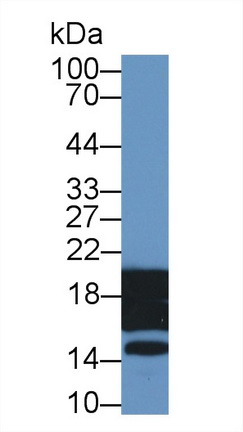 Histone H3 (H3) Mouse Polyclonal Antibody