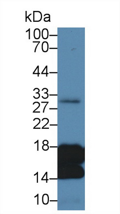 Histone H3 (H3) Rat Polyclonal Antibody