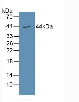 Prostaglandin E Receptor 3 (EP3) Human Polyclonal Antibody