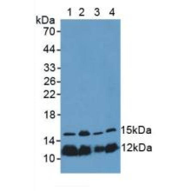 Histone H4 (H4) Human, Mouse, Rat, Guinea Pig, Rhesus monkey (Simian), Felis catus; Feline (Cat), Canis familiaris; Canine (Dog), Pig, Bovine (Cattle), Equus caballus; Equine (Horse), Chicken (Gallus) Polyclonal Antibody
