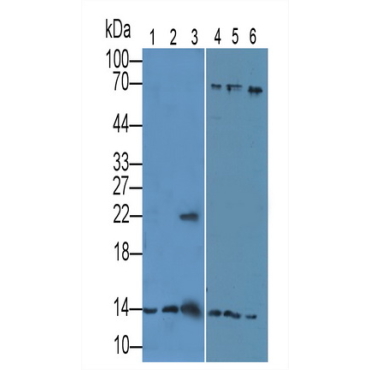 Histone H4 (H4) Mouse Polyclonal Antibody
