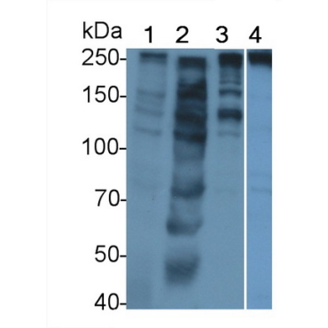 Alpha-Fodrin (SPTAN1) Human Polyclonal Antibody