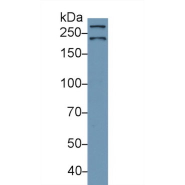 Alpha-Fodrin (SPTAN1) Human Polyclonal Antibody