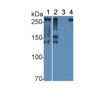 Alpha-Fodrin (SPTAN1) Human Polyclonal Antibody