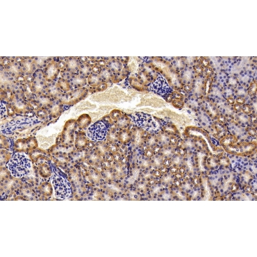 Alpha-Fodrin (SPTAN1) Mouse Polyclonal Antibody