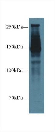Alpha-Fodrin (SPTAN1) Rat Polyclonal Antibody