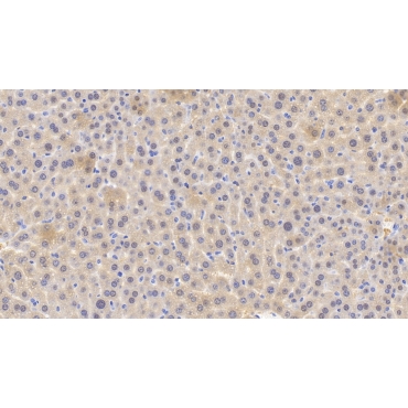 Glutathione Peroxidase 1 (GPX1) Mouse Polyclonal Antibody