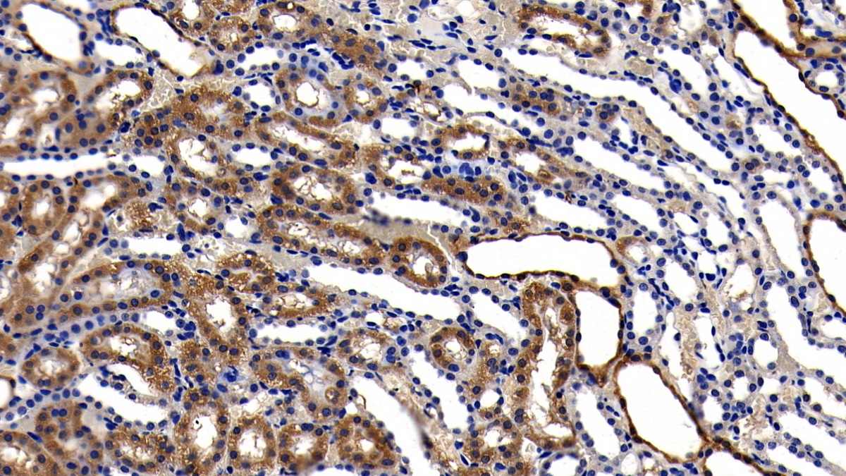 Glutathione Peroxidase 1 (GPX1) Rat Polyclonal Antibody