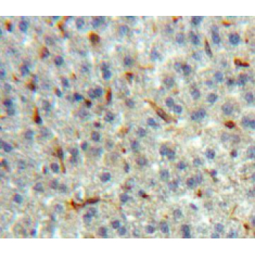Lactoperoxidase (LPO) Human Polyclonal Antibody