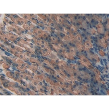 Lactoperoxidase (LPO) Mouse Polyclonal Antibody