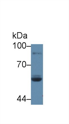 Lactoperoxidase (LPO) Rat Polyclonal Antibody
