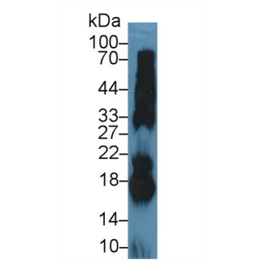 Ribonuclease A (RNase A) Bovine (Cattle) Polyclonal Antibody
