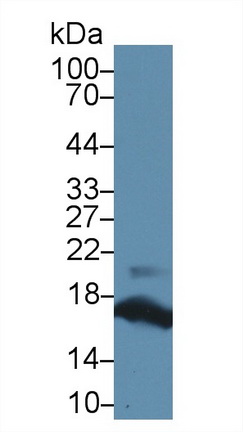 Ribonuclease A (RNase A) Human Polyclonal Antibody