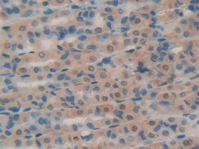 Ribonuclease A (RNase A) Rat Polyclonal Antibody