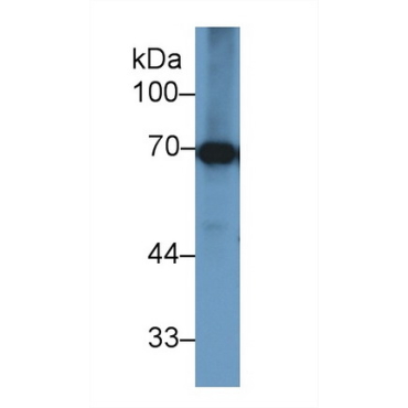 Heat Shock 70kDa Protein 1B (HSPA1B) Bovine (Cattle) Polyclonal Antibody