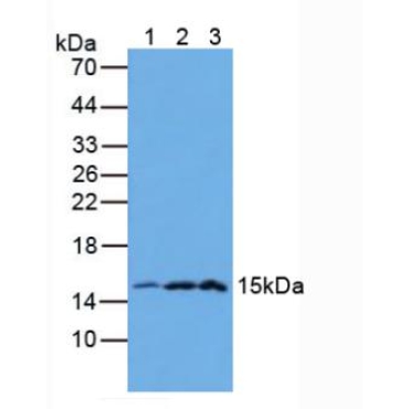 Galectin 2 (GAL2) Human Polyclonal Antibody