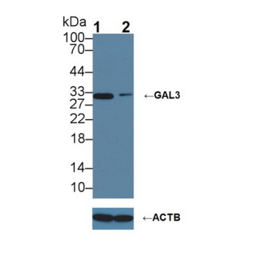 Galectin 3 (GAL3) Mouse Polyclonal Antibody