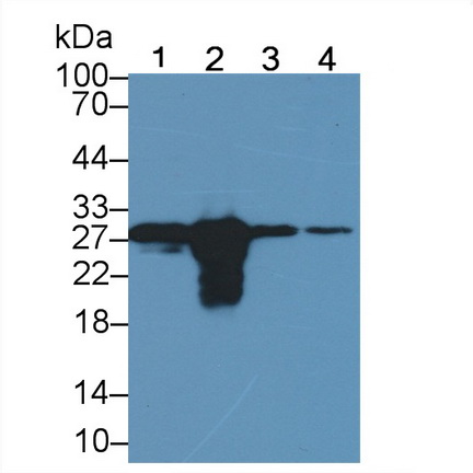 Galectin 3 (GAL3) Rat Polyclonal Antibody