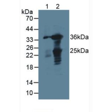 Galectin 4 (GAL4) Mouse Polyclonal Antibody