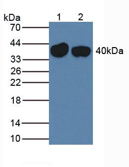 Thyroxine Binding Globulin (TBG) Mouse Polyclonal Antibody