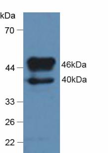 Thyroxine Binding Globulin (TBG) Rat Polyclonal Antibody