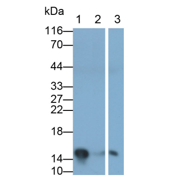 Galectin 7 (GAL7) Mouse Polyclonal Antibody