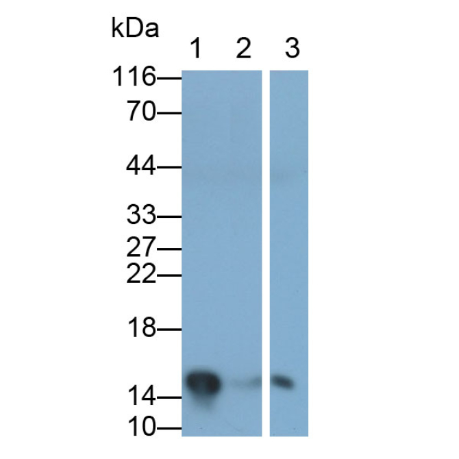 Galectin 7 (GAL7) Mouse Polyclonal Antibody