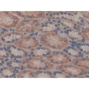 Galectin 8 (GAL8) Human Polyclonal Antibody