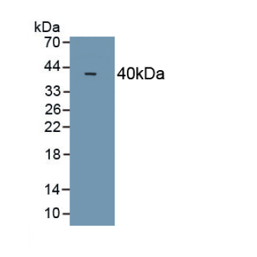 Galectin 8 (GAL8) Mouse Polyclonal Antibody