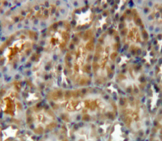 Galectin 8 (GAL8) Rat Polyclonal Antibody