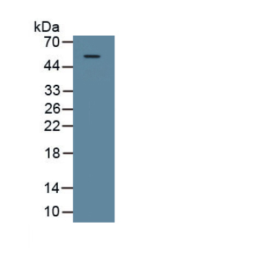 Galectin 9 (GAL9) Canis familiaris; Canine (Dog) Polyclonal Antibody