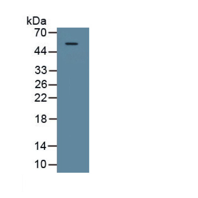 Galectin 9 (GAL9) Canis familiaris; Canine (Dog) Polyclonal Antibody