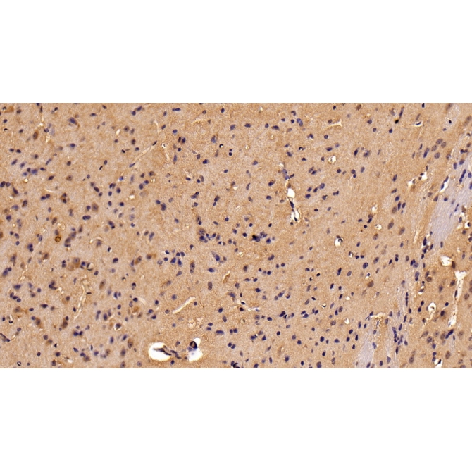 Galectin 9 (GAL9) Mouse Polyclonal Antibody