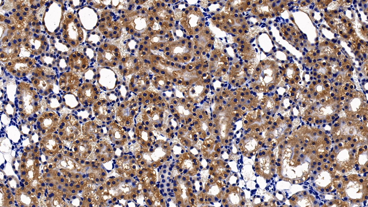 Galectin 9 (GAL9) Rat Polyclonal Antibody