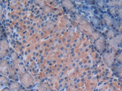 Galectin 9 (GAL9) Rat Polyclonal Antibody