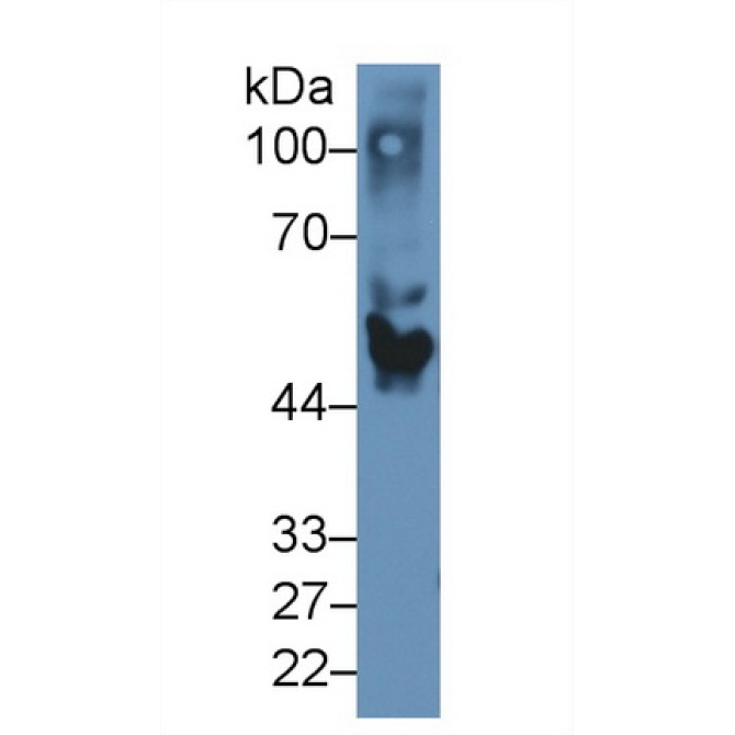 Apolipoprotein H (APOH) Canis familiaris; Canine (Dog) Polyclonal Antibody