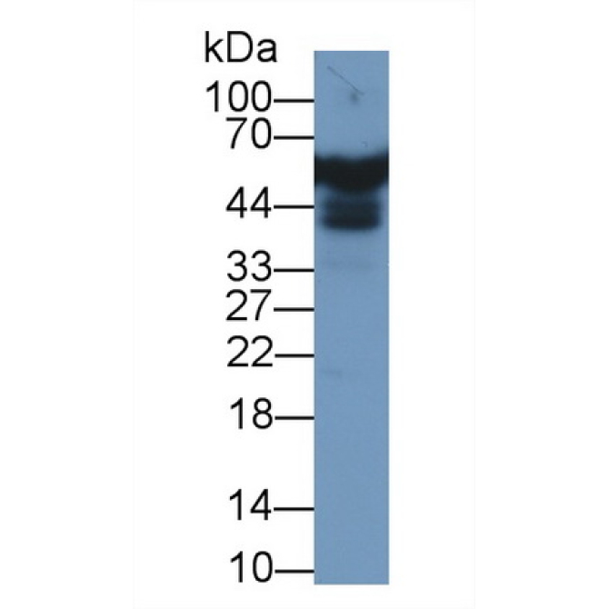 Apolipoprotein H (APOH) Human Polyclonal Antibody