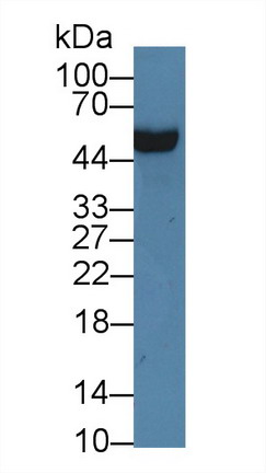 Apolipoprotein H (APOH) Rat Polyclonal Antibody