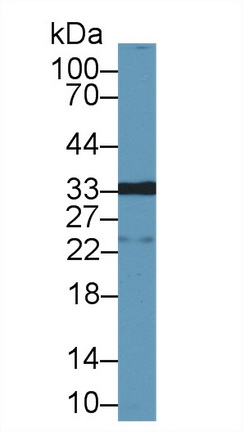 Galectin 12 (GAL12) Pig Polyclonal Antibody