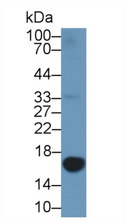 Galectin 1 (GAL1) Pig Polyclonal Antibody