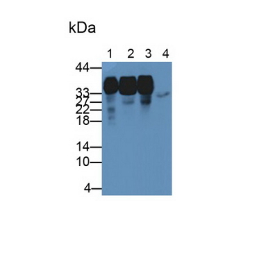 Heterogeneous Nuclear Ribonucleoprotein A2/B1 (HNRPA2B1) Human Polyclonal Antibody