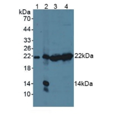 Proteasome subunit beta type-9 (PSMB9) Mouse Polyclonal Antibody
