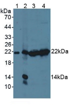 Proteasome subunit beta type-9 (PSMB9) Mouse Polyclonal Antibody