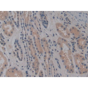 Nitric Oxide Synthase Interacting Protein (NOSIP) Human Polyclonal Antibody