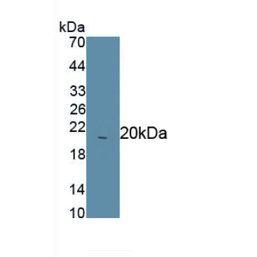 Asprosin Human Polyclonal Antibody