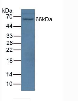 Nitric Oxide Synthase 1 Adaptor Protein (NOS1AP) Human Polyclonal Antibody