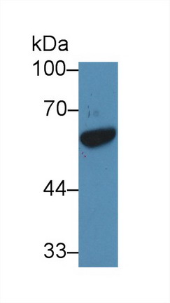 GATA Binding Protein 1 (GATA1) Rat Polyclonal Antibody