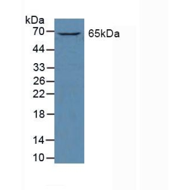 GATA Binding Protein 2 (GATA2) Human Polyclonal Antibody
