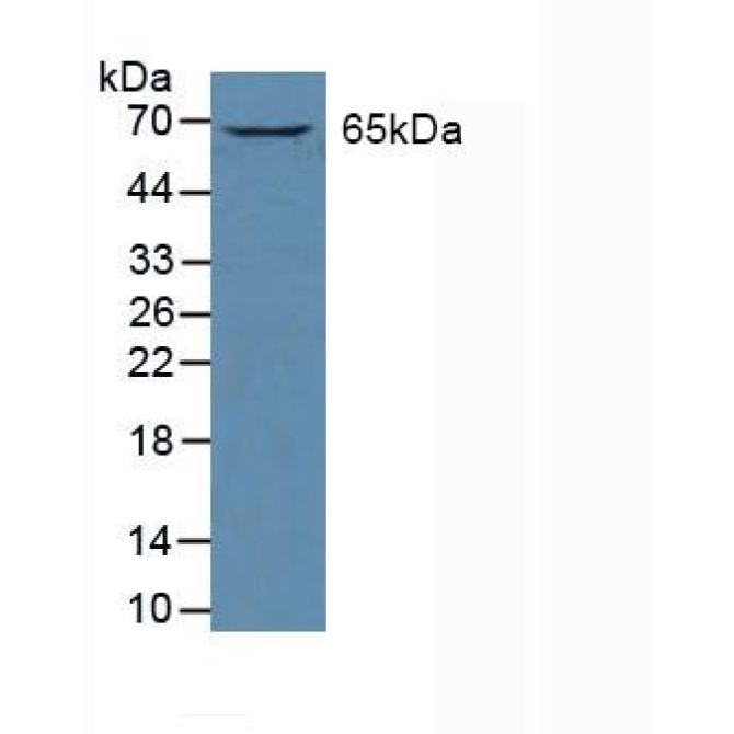 GATA Binding Protein 2 (GATA2) Human Polyclonal Antibody